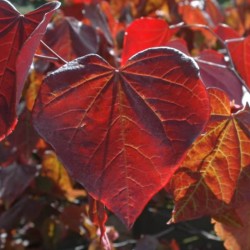 Cercis canadensis 'Forest Pansy' - summer leaves