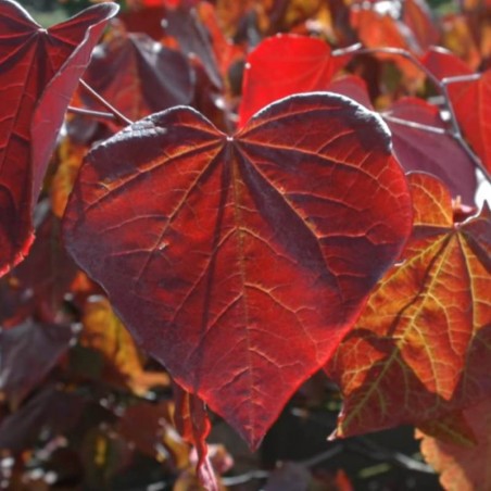 Cercis canadensis 'Forest Pansy' - summer leaves Cercis canadensis 'Forest Pansy' - summer leaves