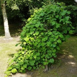 Cercis canadensis 'Lavender Twist' (Covey)