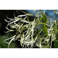 Chionanthus virginicus