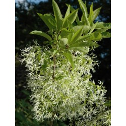 Chionanthus virginicus