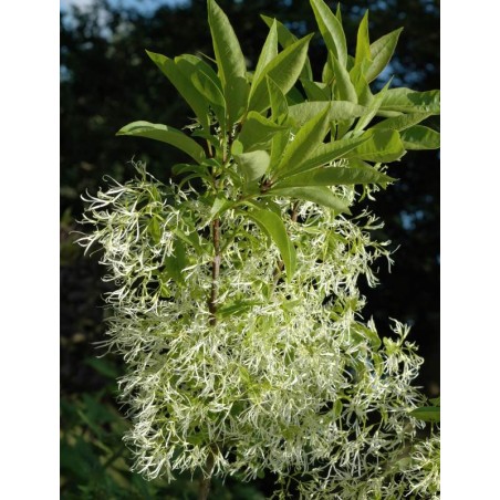 Chionanthus virginicus Chionanthus virginicus