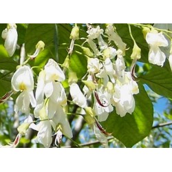 Cladrastis kentukea - summer flowers