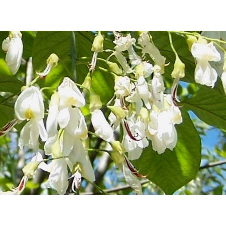 Cladrastis kentukea - summer flowers Cladrastis kentukea - summer flowers