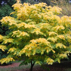 Cladrastis kentukea - autumn colour