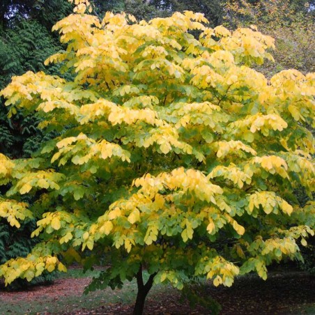 Cladrastis kentukea - autumn colour Cladrastis kentukea - autumn colour