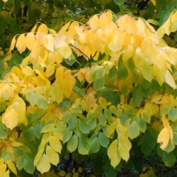 Cladrastis kentukea - autumn colour close up