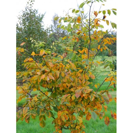 Cladrastis kentukea 'Perkins Pink'