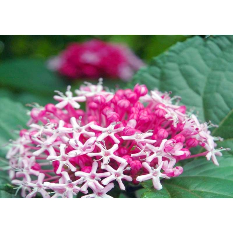 Clerodendrum bungei