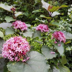 Clerodendrum bungei