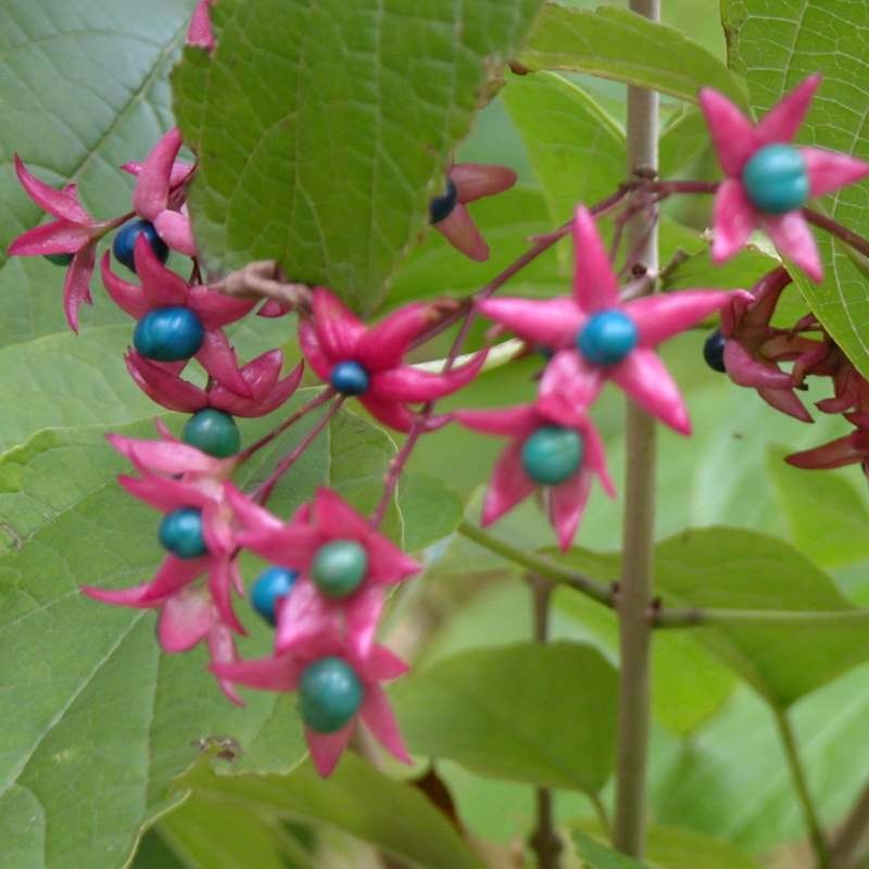 Clerodendrum trichotomum var fargesii