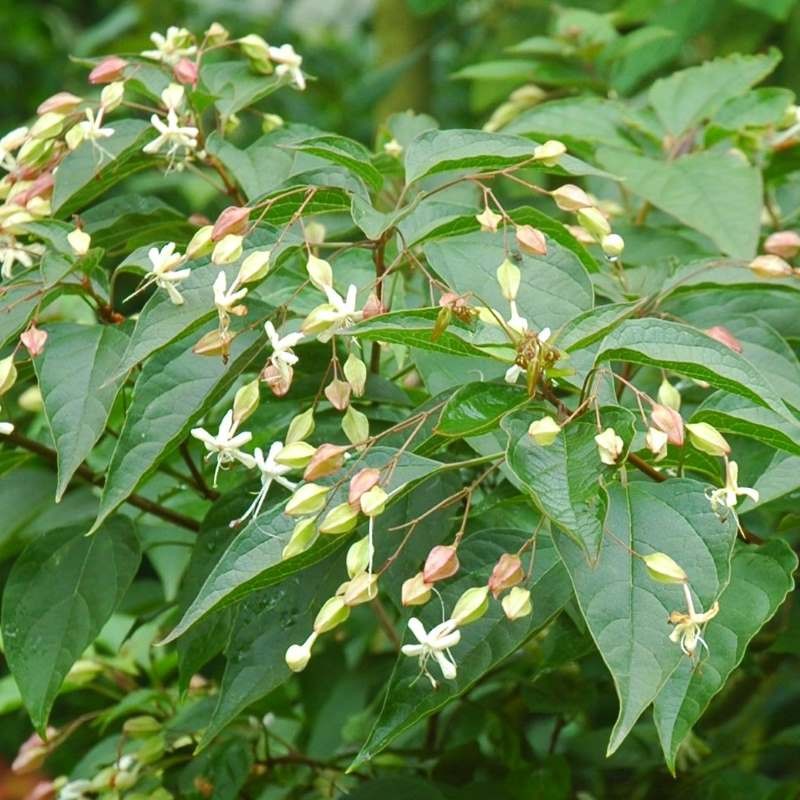 Clerodendrum trichotomum var fargesii