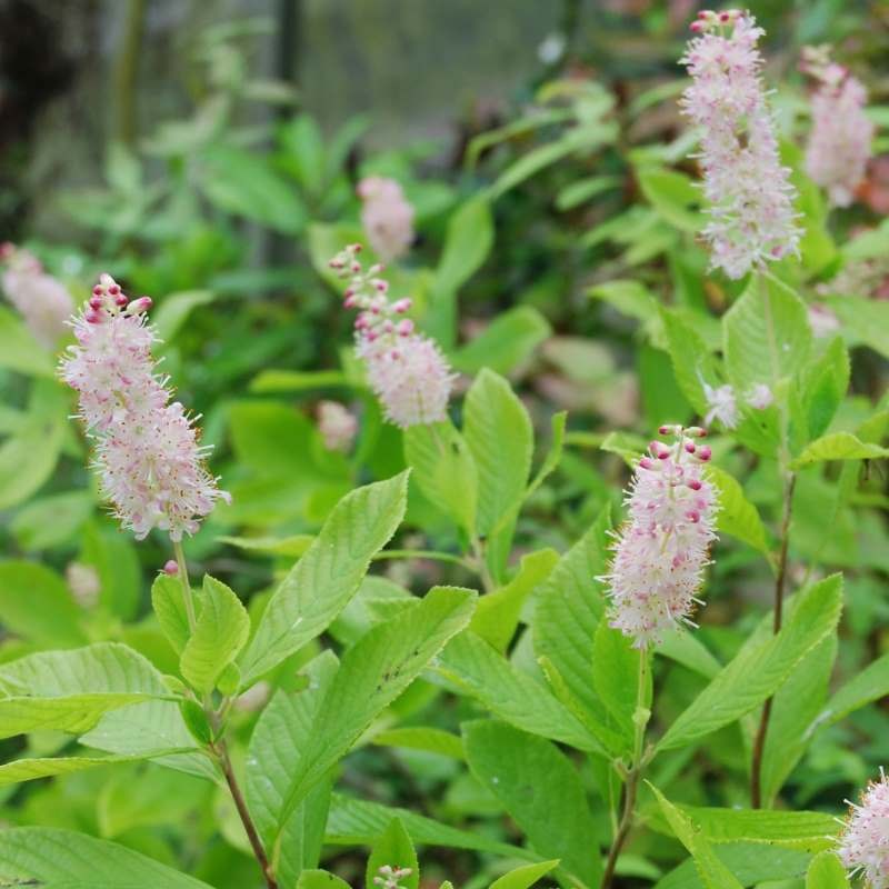 Clethra alnifolia 'Ruby Spice'