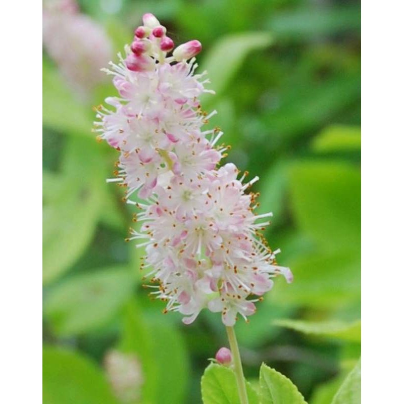 Clethra alnifolia 'Ruby Spice'