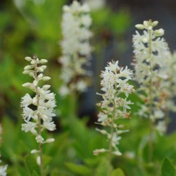 Clethra alnifolia 'Sixteen Candles'