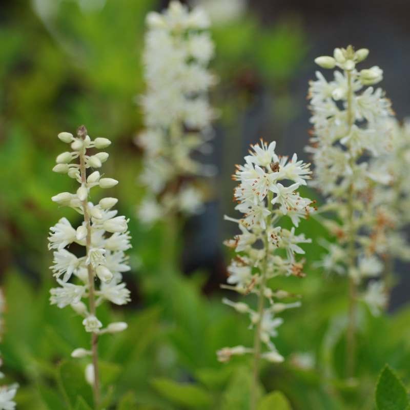 Clethra alnifolia 'Sixteen Candles' Clethra alnifolia 'Sixteen Candles'