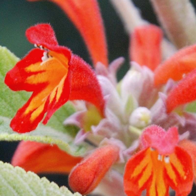 Colquhounia coccinea - stunning orange scarlet flowers