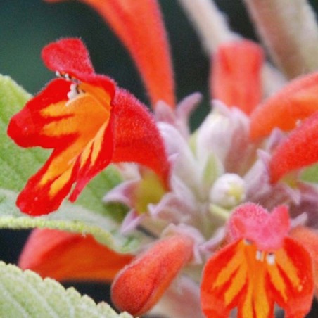 Colquhounia coccinea - stunning orange scarlet flowers