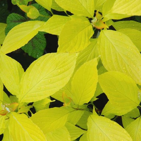 Cornus alba 'Aurea' Cornus alba 'Aurea'