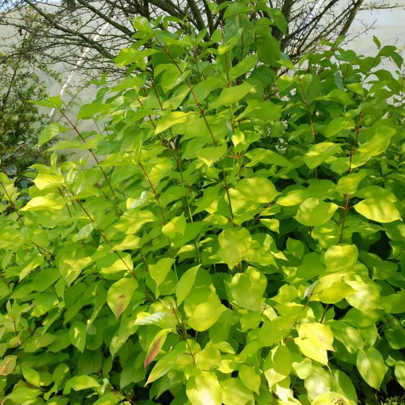 Cornus alba 'Aurea' Cornus alba 'Aurea'