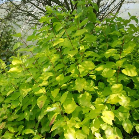 Cornus alba 'Aurea' Cornus alba 'Aurea'