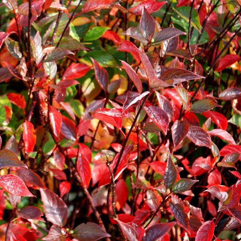 Cornus alba 'Kesselringii' - autumn colour
