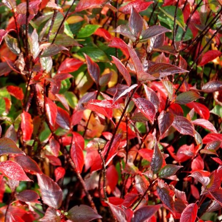 Cornus alba 'Kesselringii' - autumn colour Cornus alba 'Kesselringii' - autumn colour