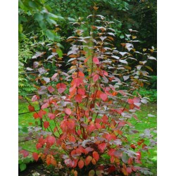 Cornus alba 'Kesselringii' - autumn colour