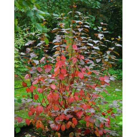 Cornus alba 'Kesselringii' - autumn colour Cornus alba 'Kesselringii' - autumn colour