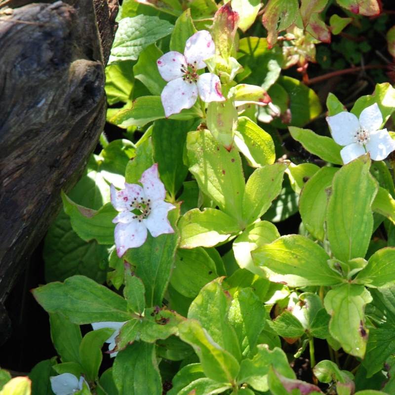 Cornus canadensis Cornus canadensis