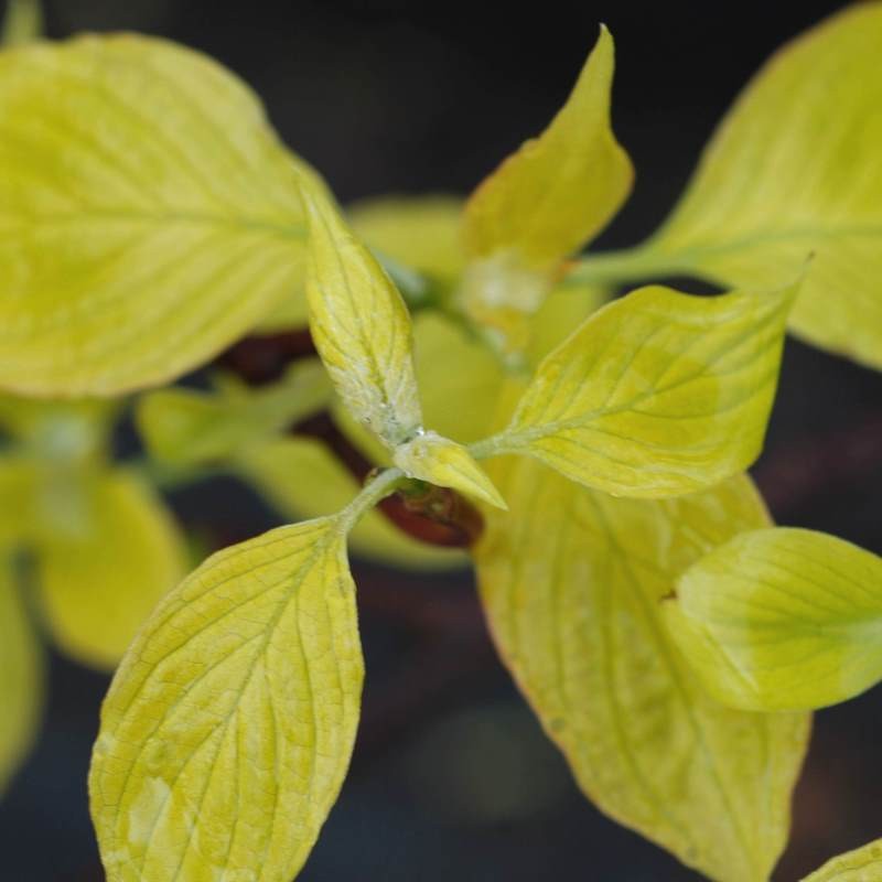 Cornus controversa 'Candlelight' Cornus controversa 'Candlelight'