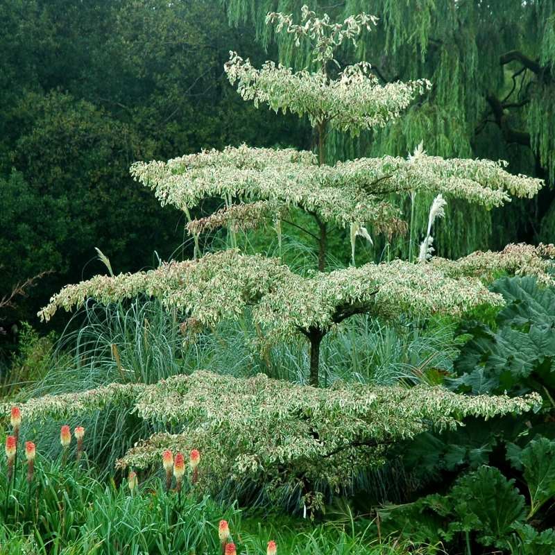 Cornus controversa 'Variegata'