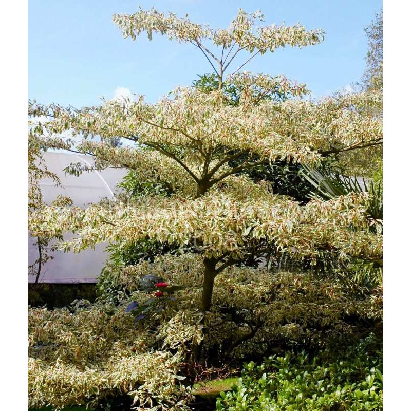 Cornus controversa 'Variegata'