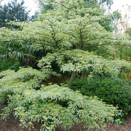 Cornus controversa 'Variegata' Cornus controversa 'Variegata'