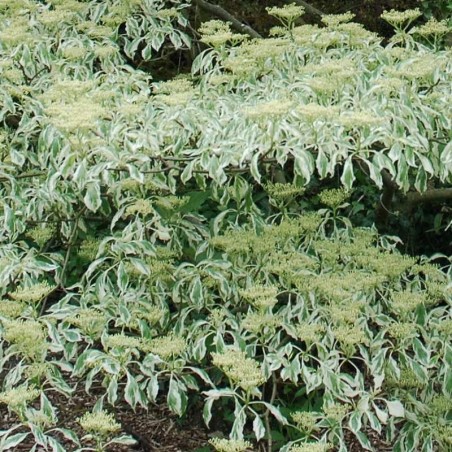 Cornus controversa 'Variegata' Cornus controversa 'Variegata'