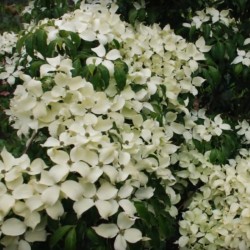 Cornus kousa 'China Girl'