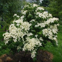 Cornus kousa 'China Girl'