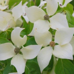 Cornus kousa 'China Girl'