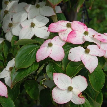 Cornus kousa 'Madame Butterfly' Cornus kousa 'Madame Butterfly'