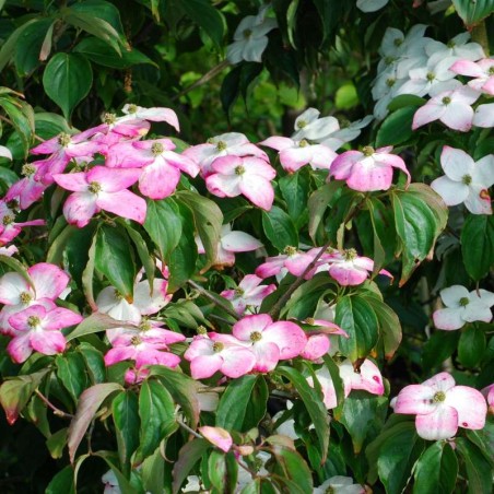 Cornus kousa 'Madame Butterfly' Cornus kousa 'Madame Butterfly'