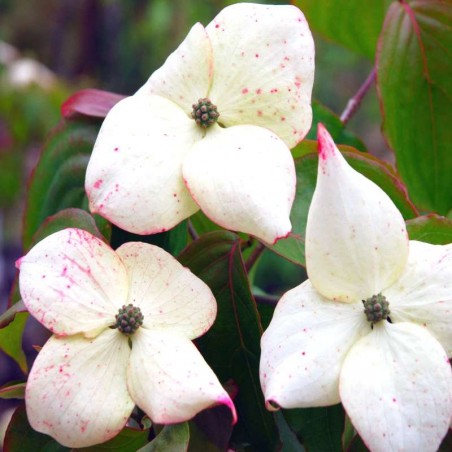 Cornus kousa 'Madame Butterfly' Cornus kousa 'Madame Butterfly'