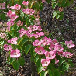 Cornus kousa 'Miss Satomi'