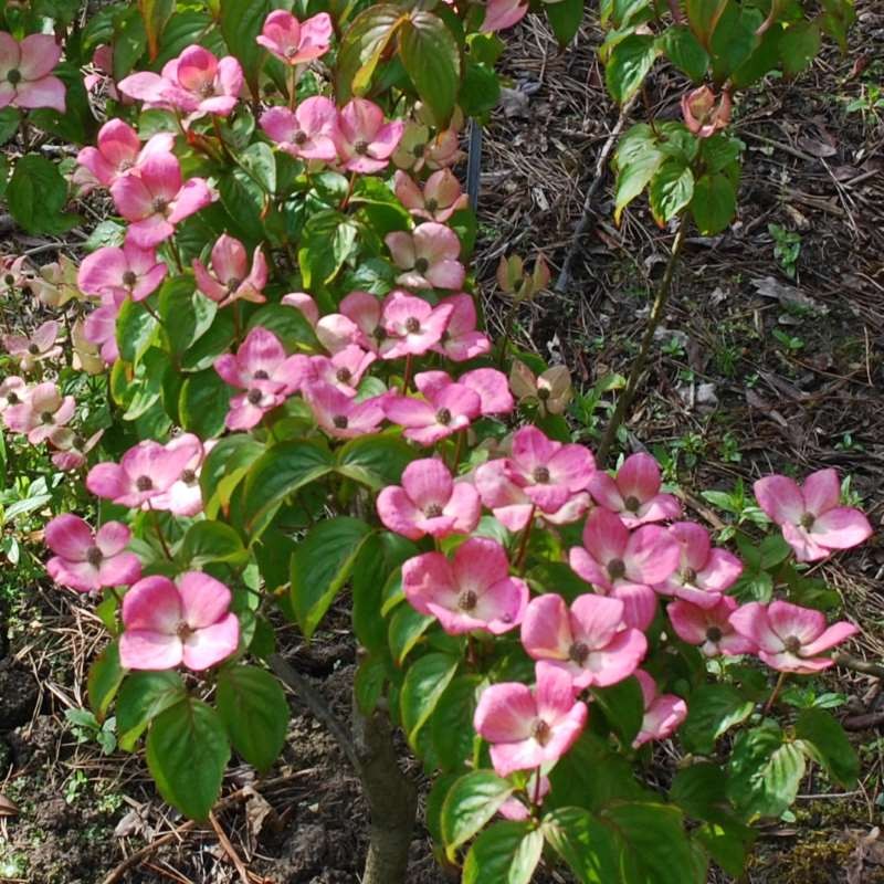 Cornus kousa 'Miss Satomi' Cornus kousa 'Miss Satomi'