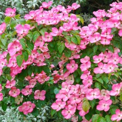 Cornus kousa 'Miss Satomi'