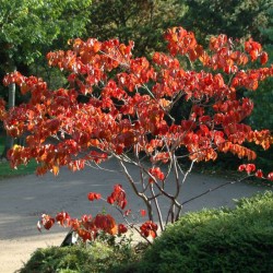Cornus kousa 'Miss Satomi'