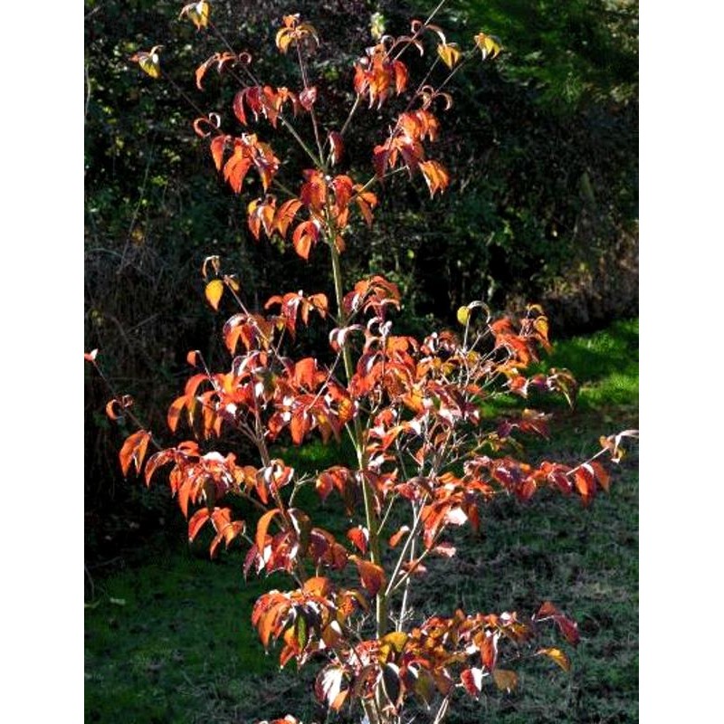 Cornus kousa 'Wieting's Select'