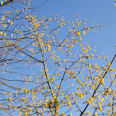 Cornus mas 'Jolico'