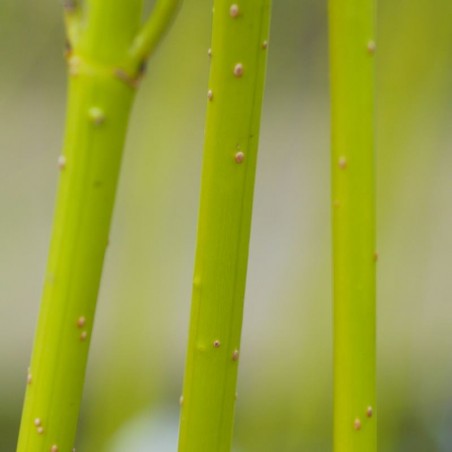 Cornus stolonifera 'Flaviramea'