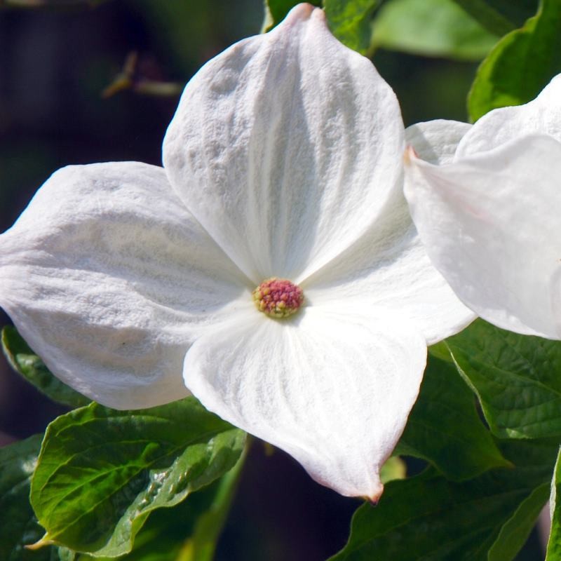 Cornus x 'Eddie's White Wonder'