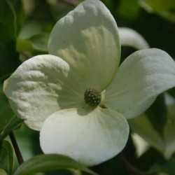 Cornus x 'Norman Haddon' - flower bracts